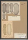 Coscinodiscus reniformis Castr. (de-Toni-Nr.: Genus 202, Species 5033) Zeichnungen Sammlung Grunow Nr. 8759 (NHMW-BOT-W0378349)